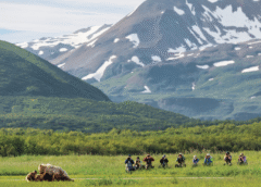 Where to See American Wildlife Without Going Remote