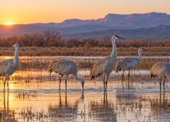 Bosque del Apache in November: A Beginner’s Birdwatching Plan