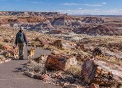 Petrified Forest With a Dog: A Fall Road-Trip Stop That Works