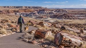 Visitor walking a leashed dog beside petrified logs and colorful Arizona badlands.